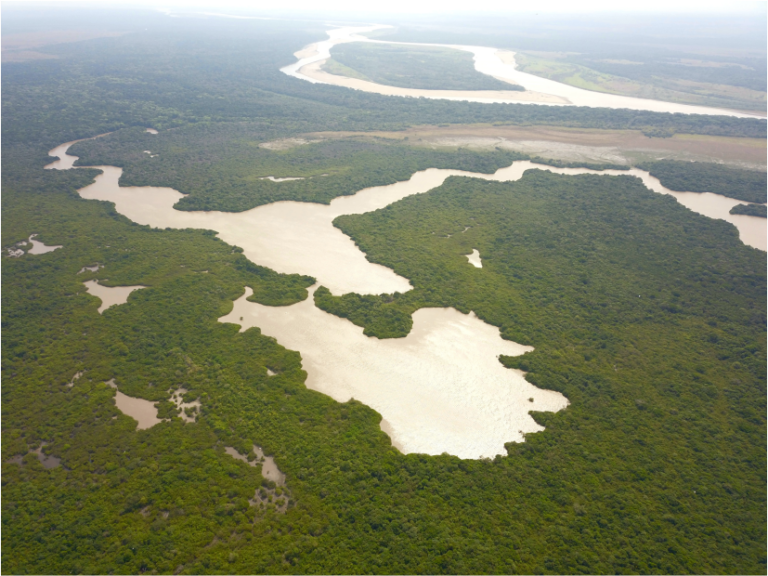 Reforestación vanellus 1