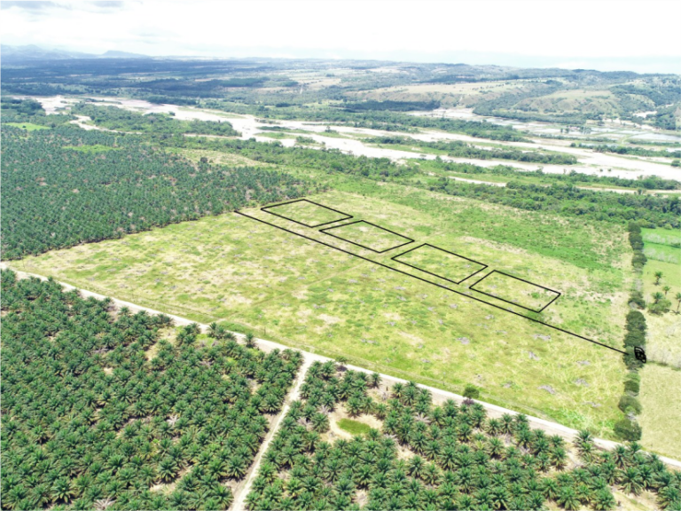 Reforestación vanellus 2