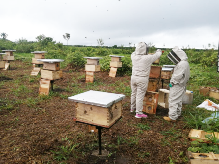 Reforestación vanellus 3