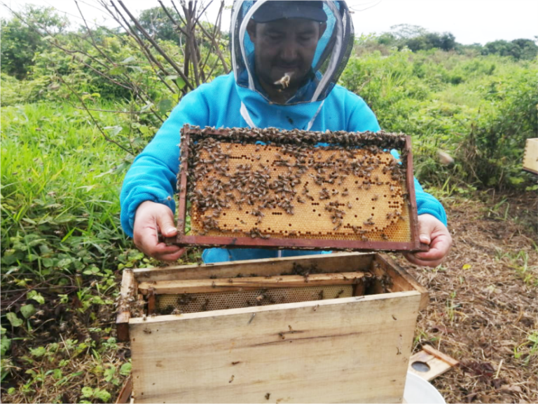 Reforestación vanellus 4