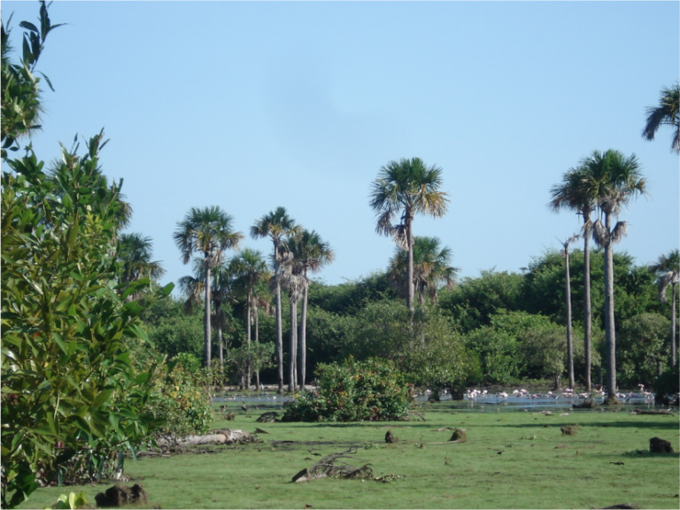 Ambiental Vanellus Group 2